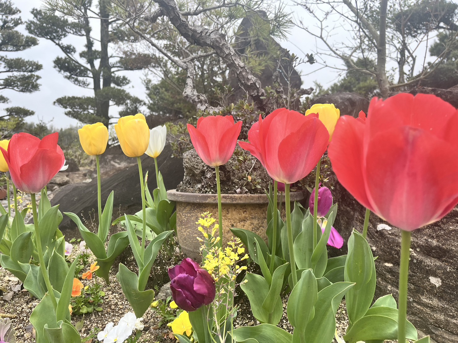 春の花【玉名　工務店　アテリアホーム】
